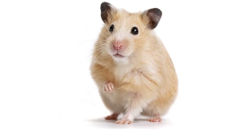 © Depositphotos.com / Azaliya